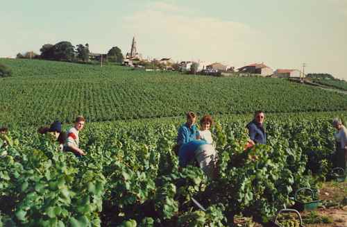 sur le coteau le clos de la Brosse, face au clocher de Saint-Fiacre les vendangeurs cueillent les raisins dans la bonne humeur