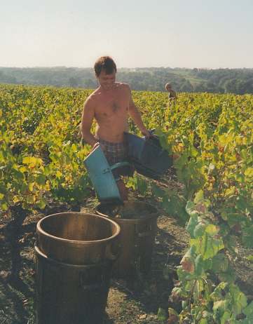 le porteur passe de rang en rang pour vider les baquets pleins de raisins