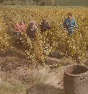 vendanges 1974