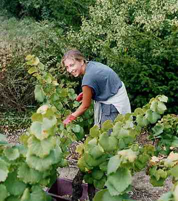 Weinlese